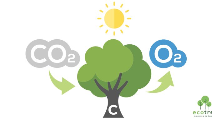Trees convert CO2 to O2