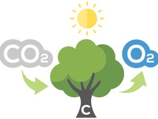 Trees-convert-CO2-to-O2